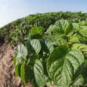 Revus gives season long protection of clean potato leaves