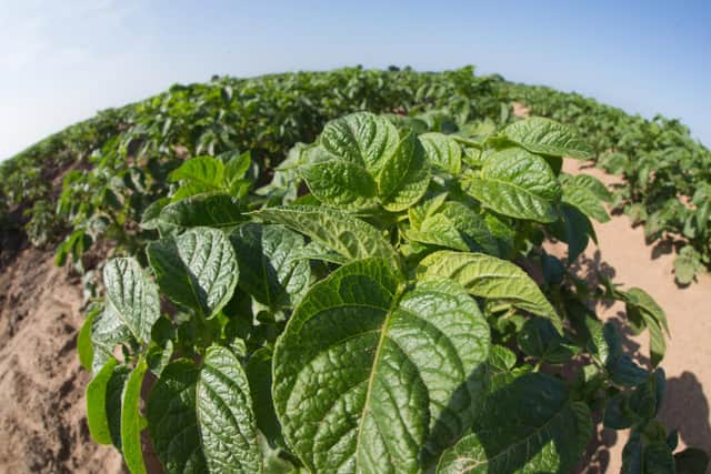 Revus gives season long protection of clean potato leaves