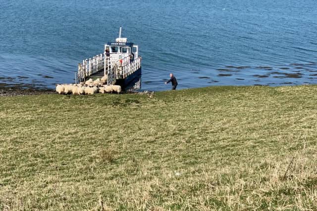 Sheep being loaded on to the barge