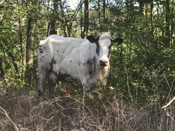 The RSPCA helped to moooove a runaway cow to safety before reuniting him with his owner. RSPCA chief inspector Mark Gent was alerted to the escaped Belgian Blue cow on Monday (20 April) on the A167 in Croft on Tees, near Darlington, Co Durham
