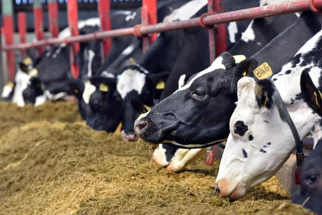 Recently completed research, co-funded by AgriSearch, at AFBI Hillsborough has highlighted the potential of home grown protein sources (namely field beans) to partially replace imported protein sources such as soya bean and rapeseed meal at rates of up to 4-5kg per cow per day with no significant impacts on cow performance