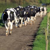 Dairy cows. Picture: Cliff Donaldson