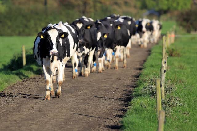 Dairy cows. Picture: Cliff Donaldson