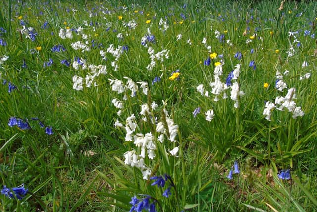 Rosemary Mulholland, National Trust ranger at Derrymore explains more: Bluebells usually bloom in late April or early May and can carpet the floor of a wood, filling it with a beautiful, delicate scent and providing much needed nectar for bees, butterflies and other insects."