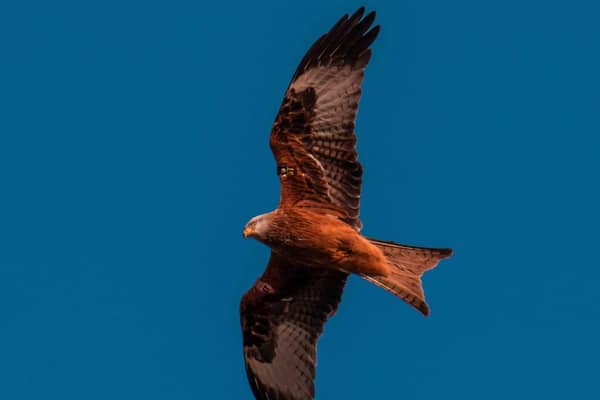 A red kite soaring over Co Down this year. Credit: Mark Douglas