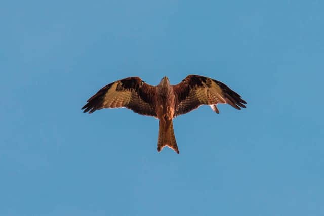 A red kite soaring over Co Down this year. Credit: Mark Douglas