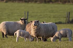 Comparable level of lamb performance can be obtained where lambs are creep grazed to fresh grass on a regular basis.