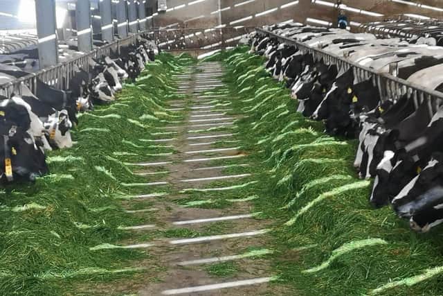 Brookvale Farm at Dromore in County Down currently has 220 pedigree Holstein cows.
