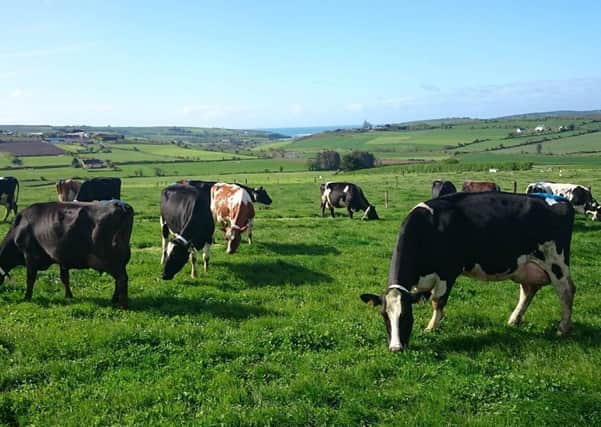 Dairy cows in Clonakilty grazing the grass-clover swards.