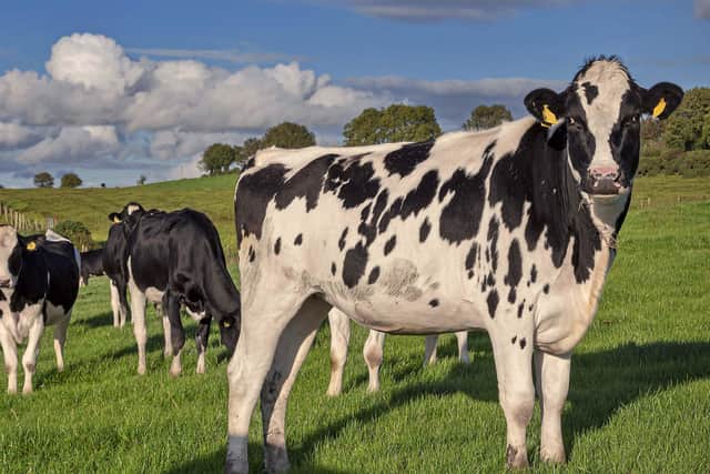 With good management, contract rearing dairy heifers can benefit farmers