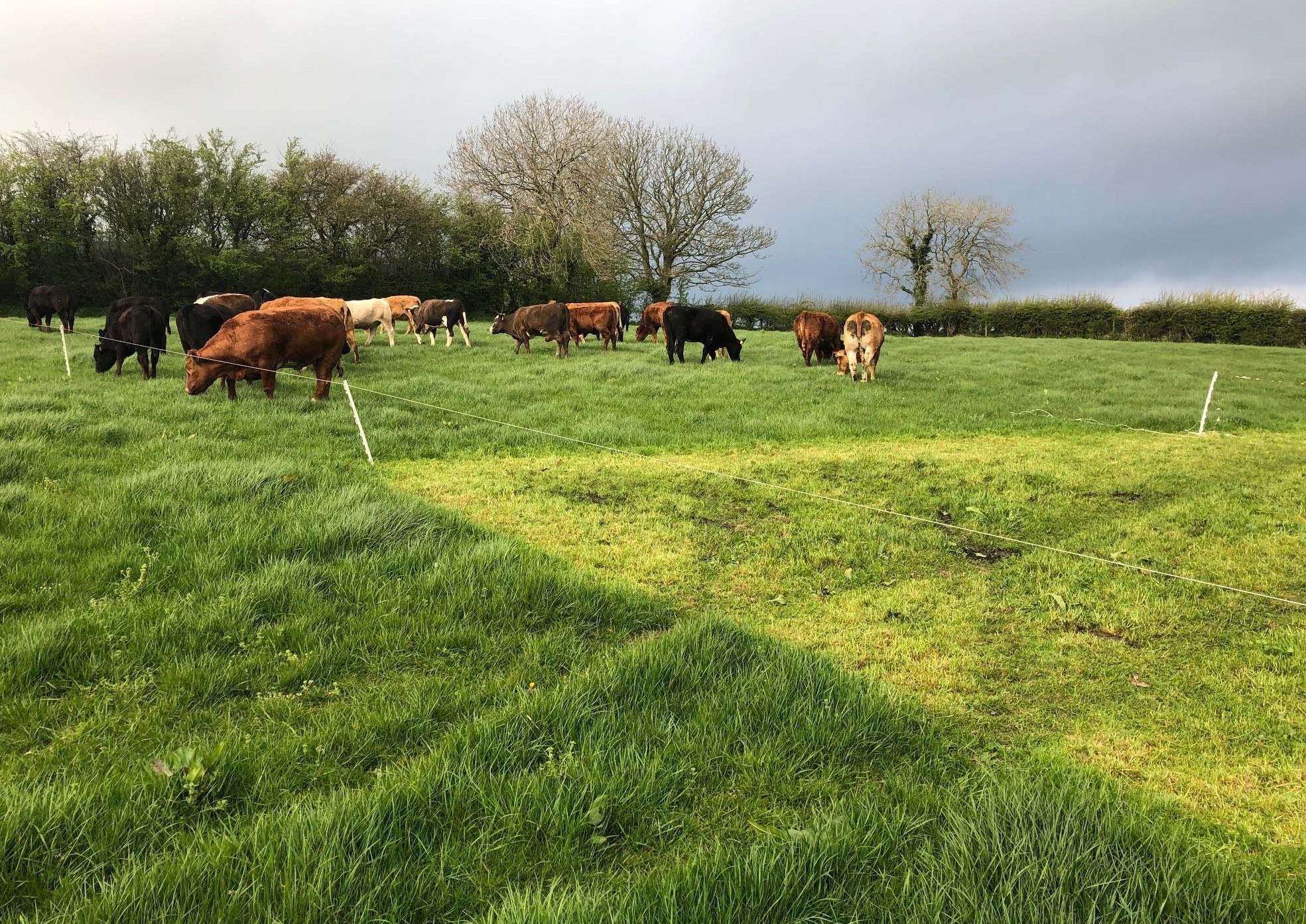 The best way to manage your grass this summer