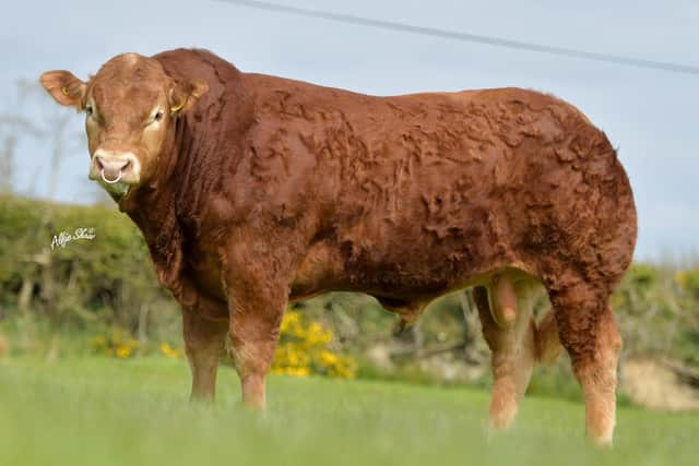 Carnew Ordiscoll - 4,500gns