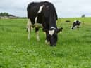 Milk productivity is enhanced by including clover in grazing swards