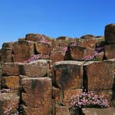 Sea Pinks at the Giant's Causeway