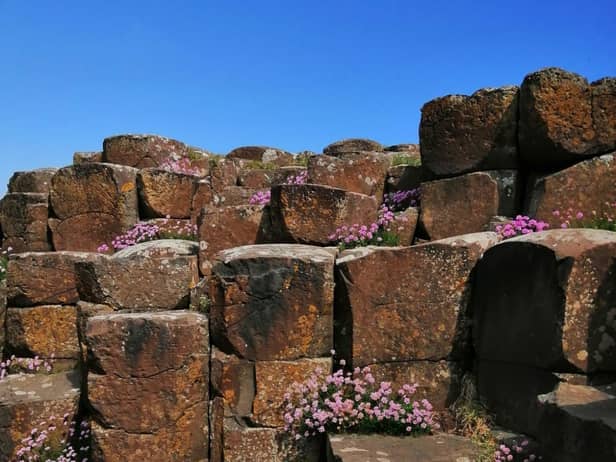 Sea Pinks at the Giant's Causeway