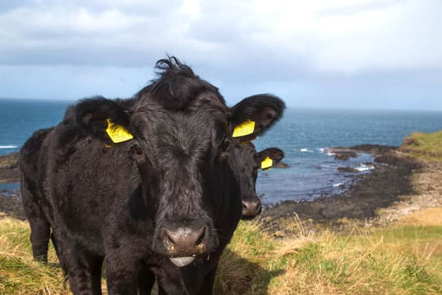 Dexter cattle at the Giant's Causeway