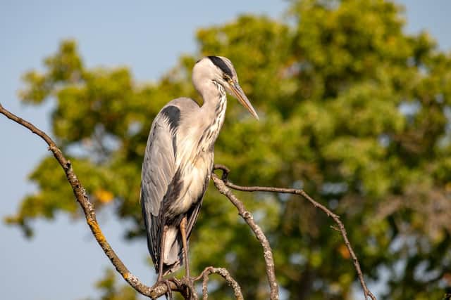 Reports from rangers and gardeners at Mount Stewart in County Down include herons spending the day undisturbed on the lake and egrets seen at the brackish marsh where usually they would be disturbed by walkers in the early morning