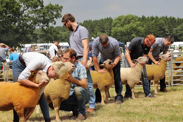 An excellent line-up of sheep at a bygone Armagh Show