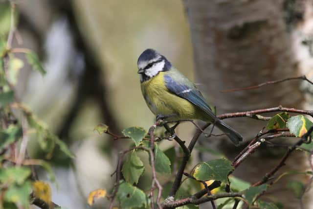 Blue tit at Souter Lighthouse and the Leas, Tyne & Wear