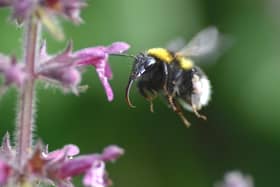 Close up of bee on hedge woundwort at Trelissick, Cornwall