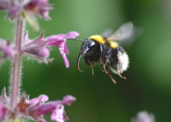 Close up of bee on hedge woundwort at Trelissick, Cornwall
