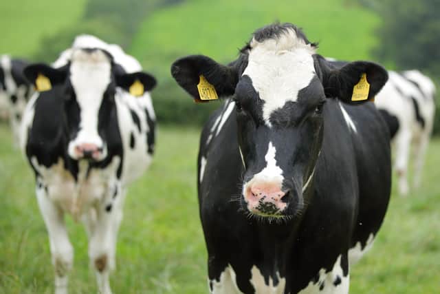 Dairy cows on William Irvine's farm. Picture: Cliff Donaldson