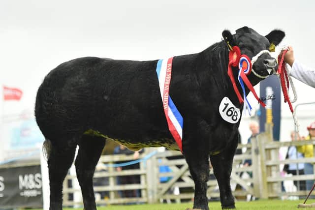 Lot 49 "Big Day Out" was Commercial Champion at Balmoral Show, and is now up for sale at this weeks Jalex Select 4 which sees over 200 quality heifers up for sale at James Alexanders Randalstown on Friday evening 22nd October