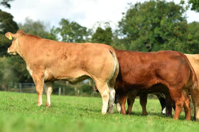 There are over 200 in- calf heifers set to come under the hammer next Friday night at the Jalex on farm sale to be held on 22nd October at 7pm