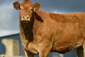 The entire in calf heifer portion of the Jalex Pedigree Limousin are catalogued in the on-farm sale to be held at James Alexanders, Randalstown on Friday 22nd October, 7pm. This batch includes a full sister to Jalex Mya, who was Limousin Champion and Reserve Interbreed Champion at the recent Balmoral Show.