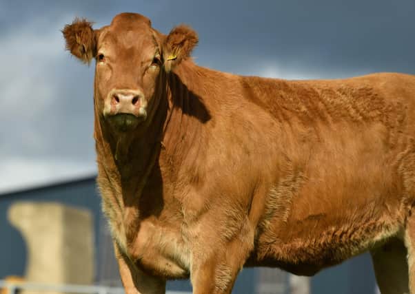 The entire in calf heifer portion of the Jalex Pedigree Limousin are catalogued in the on-farm sale to be held at James Alexanders, Randalstown on Friday 22nd October, 7pm. This batch includes a full sister to Jalex Mya, who was Limousin Champion and Reserve Interbreed Champion at the recent Balmoral Show.