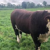 The Kinnears Hereford Bull.