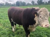 The Kinnears Hereford Bull.