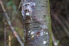 Phytopthora pluvialis lesions on a tree stem. Credit: Forest Research.