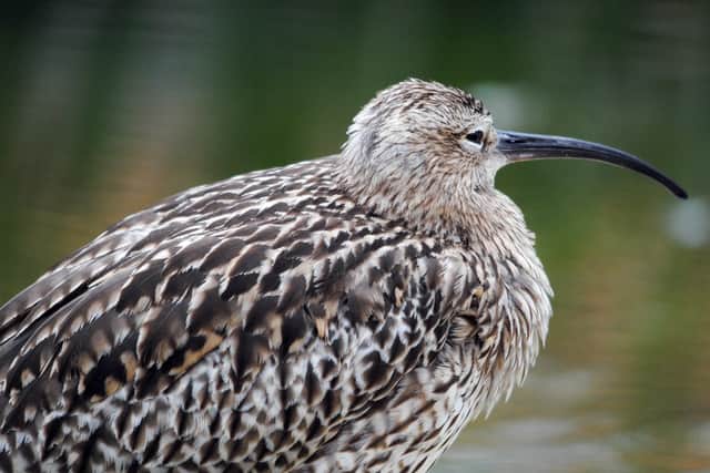 Curlew. Picture: Amy Lewis