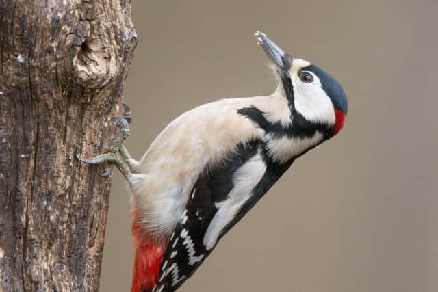 Great Spotted Woodpecker. Picture: Edmund Fellowes