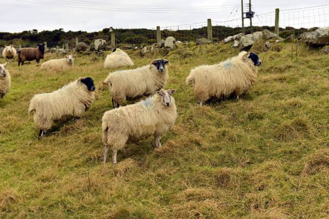 AFBI warns of a medium to high risk of liver fluke infection in sheep and cattle this autumn and winter in Northern Ireland.