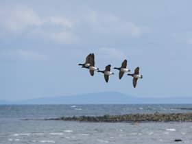A group of light-bellied brent geese flying over Strangford lough. WWT Castle Espie