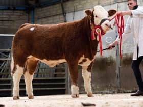 Female champion at 50th Anniversary Simmental Spectacular was Ranfurly Weikel 40th L10 sold for a top price of 5,400gns by WD and JD Hazelton, Dungannon. Picture: Mullagh Photography