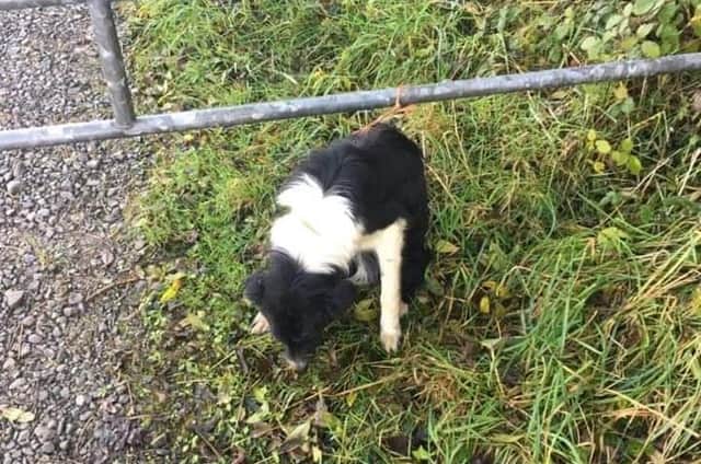 Animal Haven Ireland shared this picture from when they found Beatrix tied to their gate. Image: Animal Haven Ireland.