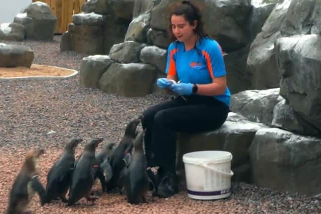 Cloddagh feeding the penquins at Exploris