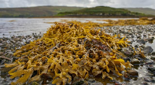 Photo issued by Queen's University Belfast of seaweed which cattle on British and Irish farms are to be fed as part of a project aimed at cutting their methane emissions by almost a third.