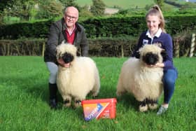 David Morgan, from Caltech Crystalyx, congratulates Anna Millar, from
Cookstown in Co Tyrone, on the tremendous success she has achieved over
the past number of years in breeding Valais Blacknose sheep