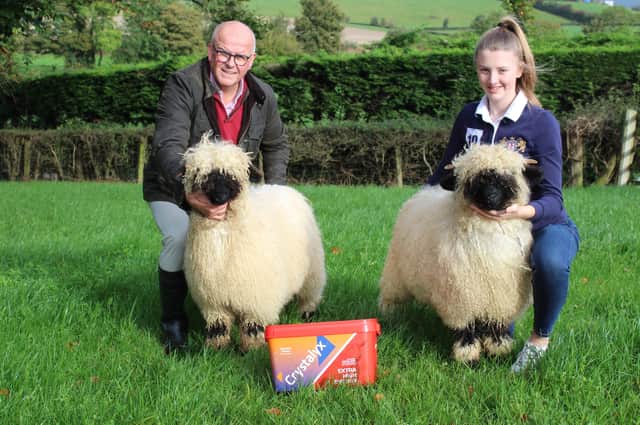 David Morgan, from Caltech Crystalyx, congratulates Anna Millar, from
Cookstown in Co Tyrone, on the tremendous success she has achieved over
the past number of years in breeding Valais Blacknose sheep