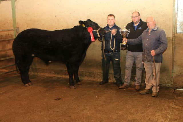 Reserve Champion and 2nd place in the beef bullock class presented by Niall Doyle sold for £2500 to Stephen Rooney Butchers, Rostrevor.