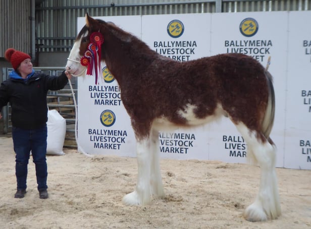 2019 CLHBS Clydesdale Foal Show - Overall Champion, - Downhill Master Tom from G & L Tanner (Downhill Clydesdales)