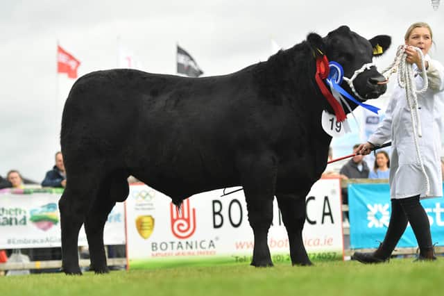 Rory Best's Loughans Moaning W591, the reserve male champion at this year's Balmoral Show, is one of 22 bulls catalogued for the Aberdeen Angus Society's show and sale at Dungannon on Tuesday 7th December.  Picture: Alfie Shaw