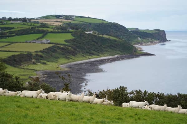 This type of landscape is created by our grazing animals and particularly sheep in the hills