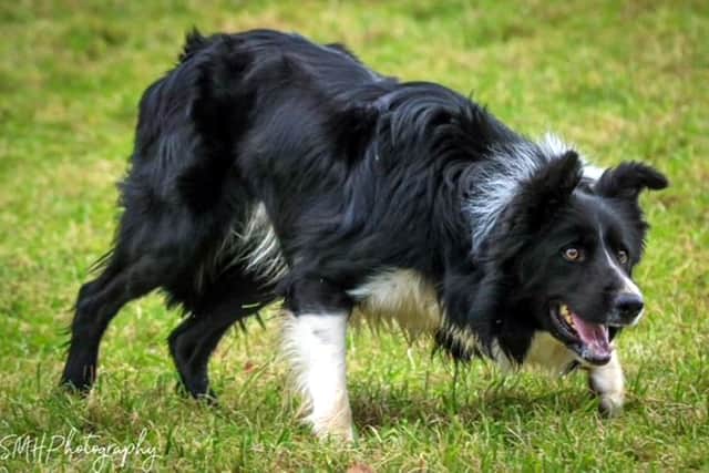 Kevin Evans second top price £7,000 Skipton dog Foxridge Dale. credit SMH Photography