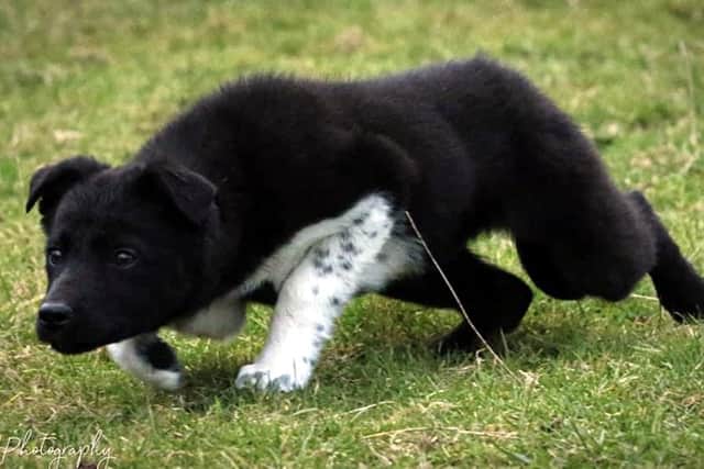 Sophie Holts £3,600 top price unbroken dog Kira. credit SMH Photography