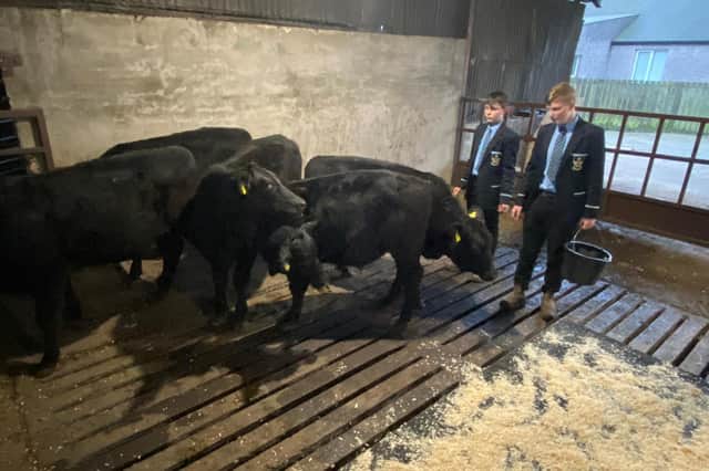 Jonathan Burrows and Luke Hamilton of Cookstown High School get to work on the Burrows’ family farm where their calves will be kept.